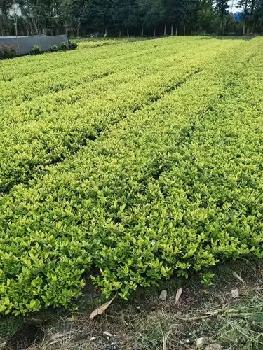 攀枝花绿化苗木市场规模