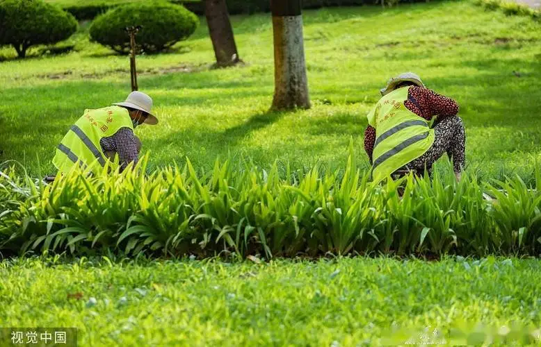 吴江城市绿化带植物叫什么