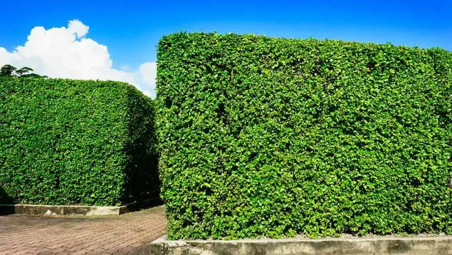 花明园林景观设计